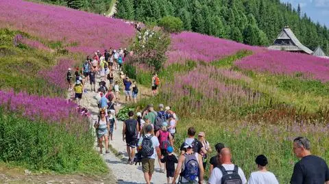 Rzesze piechurów na Hali Gąsienicowej