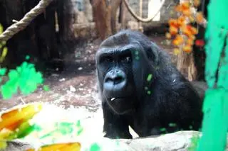 Gorylica w warszawskim zoo