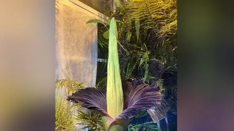 Dziwidło olbrzymie w Ogrodzie Botanicznym UW
