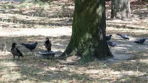 Martwe ptaki, wirus gorączki Zachodniego Nilu w stolicy