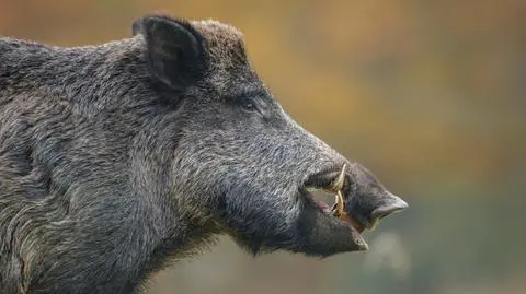Rozpylą zapach ludzkiego potu, by nie strzelać do dzików