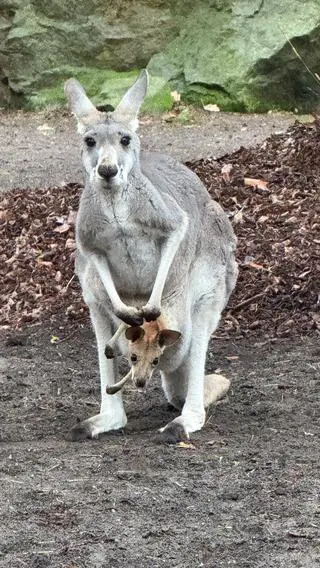 W warszawskim zoo na świat przyszło pięć kangurów rudych