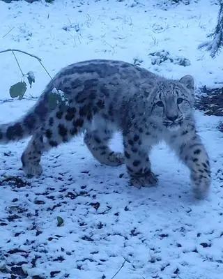 Pamir przywitał pierwszy śnieg 