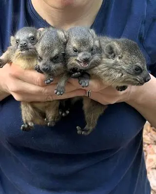 W zoo urodziły się góralki skalne