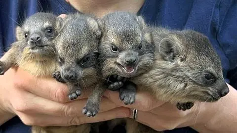 W zoo urodziły się góralki skalne