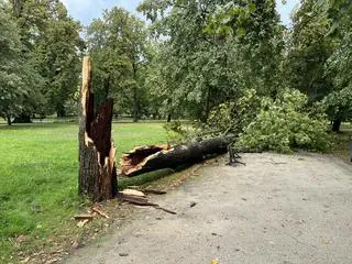 Zniszczenia w pałacowym ogrodzie