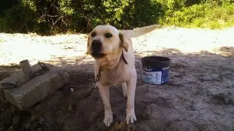 Labrador przybłąkał się na budowę. Drogowcy okazali serce