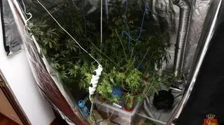 Fabryka marihuany w mieszkaniu