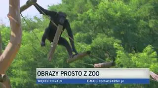 Obraz prosto z zoo