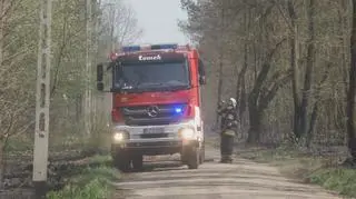 Pożar w Puszczy Kampinoskiej