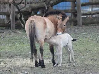 W warszawskim zoo urodziła się klaczka konia Przewalskiego