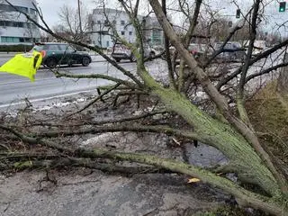 Przewrócone drzewo na Puławskiej 