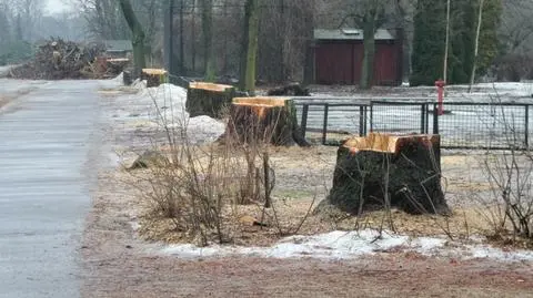 Główna aleja w zoo ogołocona z drzew