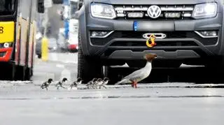 Nurogęsi wędrują przez ruchliwą Wisłostradę