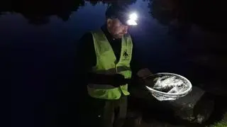 Odłów raka marmurkowego ze stawu Morskie Oko