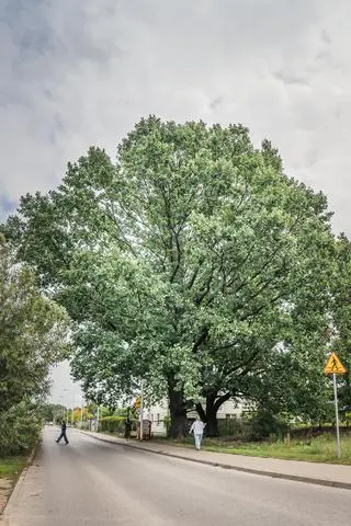 Białołęka - dąb szypułkowy 