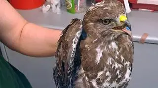 Wśród eksponatów wylądował drapieżnik. Potrzebował pomocy