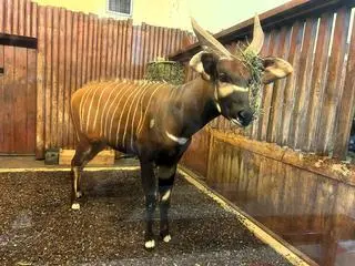 Matayo to nowy mieszkaniec stołecznego zoo