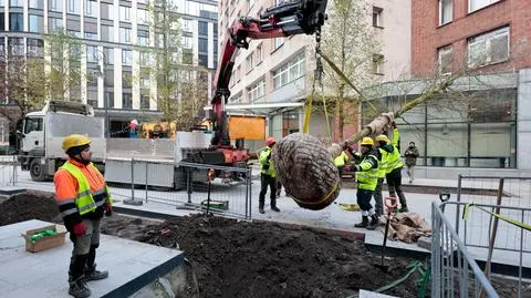 Sadzenie drzew w rejonie ulicy Zgoda