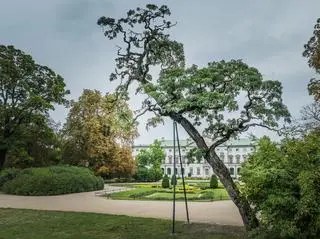 Śródmieście - robinia biała 