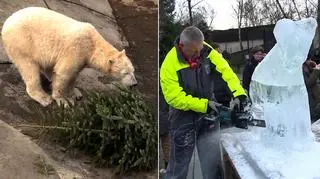 Święto niedźwiedzia polarnego w zoo