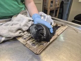 Ptaki wpadają w pułapki lepowe