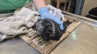 Dla ptaków to śmiertelna pułapka. Pracownicy zoo apelują