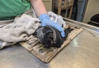 Dla ptaków to śmiertelna pułapka. Pracownicy zoo apelują