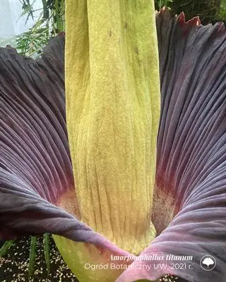 Dziwidło olbrzymie w Ogrodzie Botanicznym UW