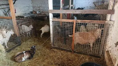 Wykryli nielegalną hodowlę zwierząt. "Na haku wisiała tusza"