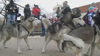 Akcja "Zawyj dla wilka" na Skwerze Hoovera