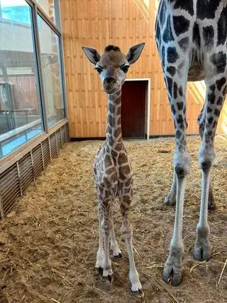 Narodziny żyrafiątka w warszawskim zoo