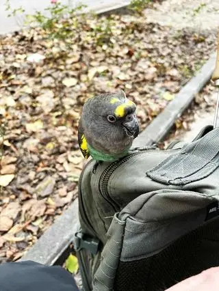 Żoliborz szuka papugi