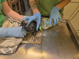 Ptaki wpadają w pułapki lepowe