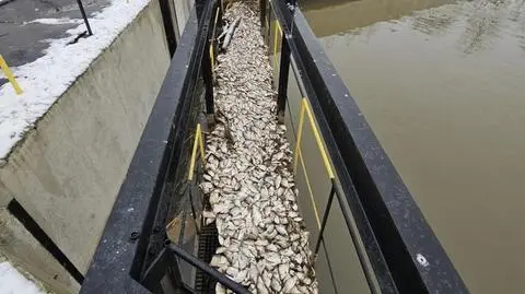 Śnięte ryby w kanale na Zawadach 