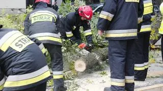 Drzewo zablokowało tramwaje na Mickiewicza