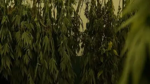 Konopie w sąsiedztwie bagien. Plantacja zlikwidowana, właściciel zatrzymany