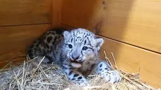 Narodziny irbisa śnieżnego w warszawskim zoo