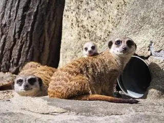 Małe surykatki w warszawskim zoo