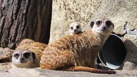 Małe surykatki w warszawskim zoo