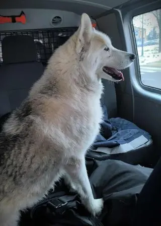 Psem zaopiekowali się policjanci