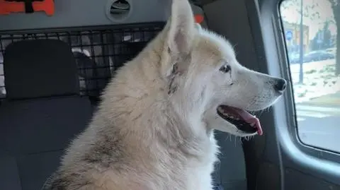 Psem zaopiekowali się policjanci