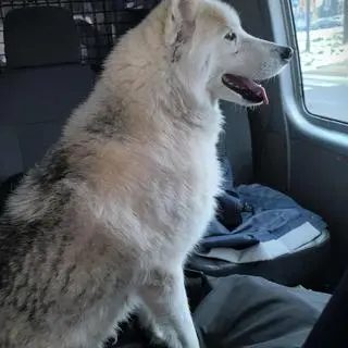 Podróż psa koleją