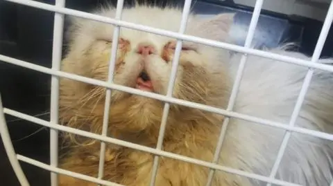 Kilkadziesiąt kotów perskich w warunkach "urągających zasadom". Właściciel hodowli zatrzymany 