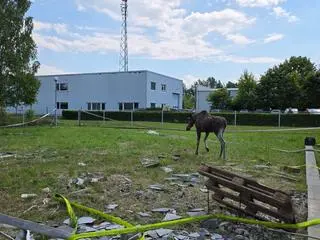 Łoś utknął w zbiorniku przeciwpożarowym 