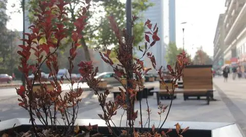 Świętokrzyska: świerki zastąpią wiśnie, wiosną zamienią je na platany