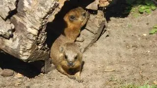 W warszawskim zoo na świat przyszło 11 góralków