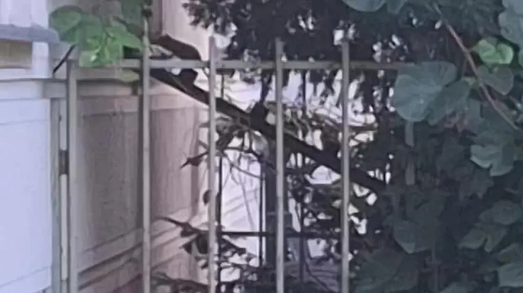 WhatsApp Video 2025-08-07 at 09