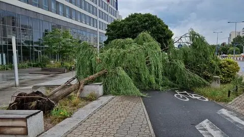 W wyniku burzy na Ursynowie przewróciło się drzewo