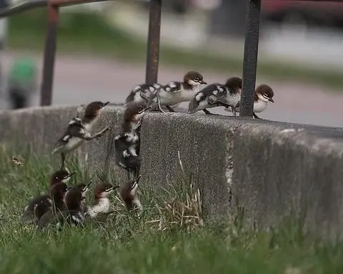 Nurogęsi migrują z Łazienek Królewskich do Wisły 